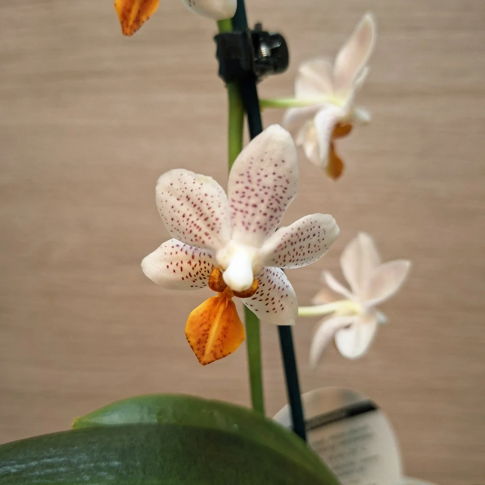 Phalaenopsis Mini Mark č2