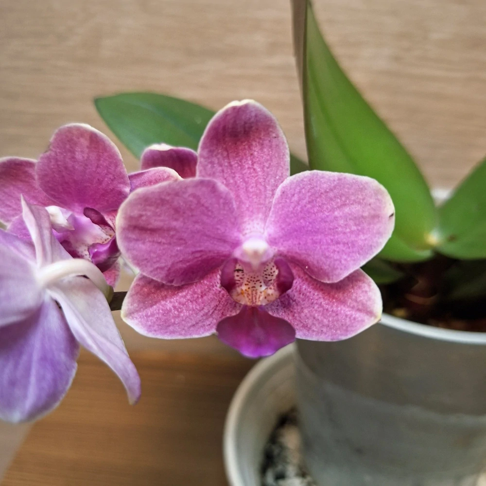 Phalaenopsis Mini
