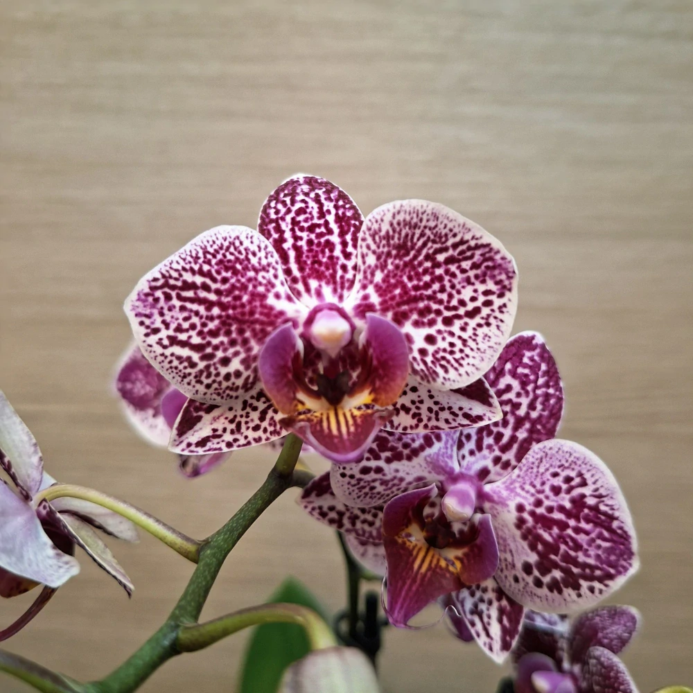 Phalaenopsis Mini