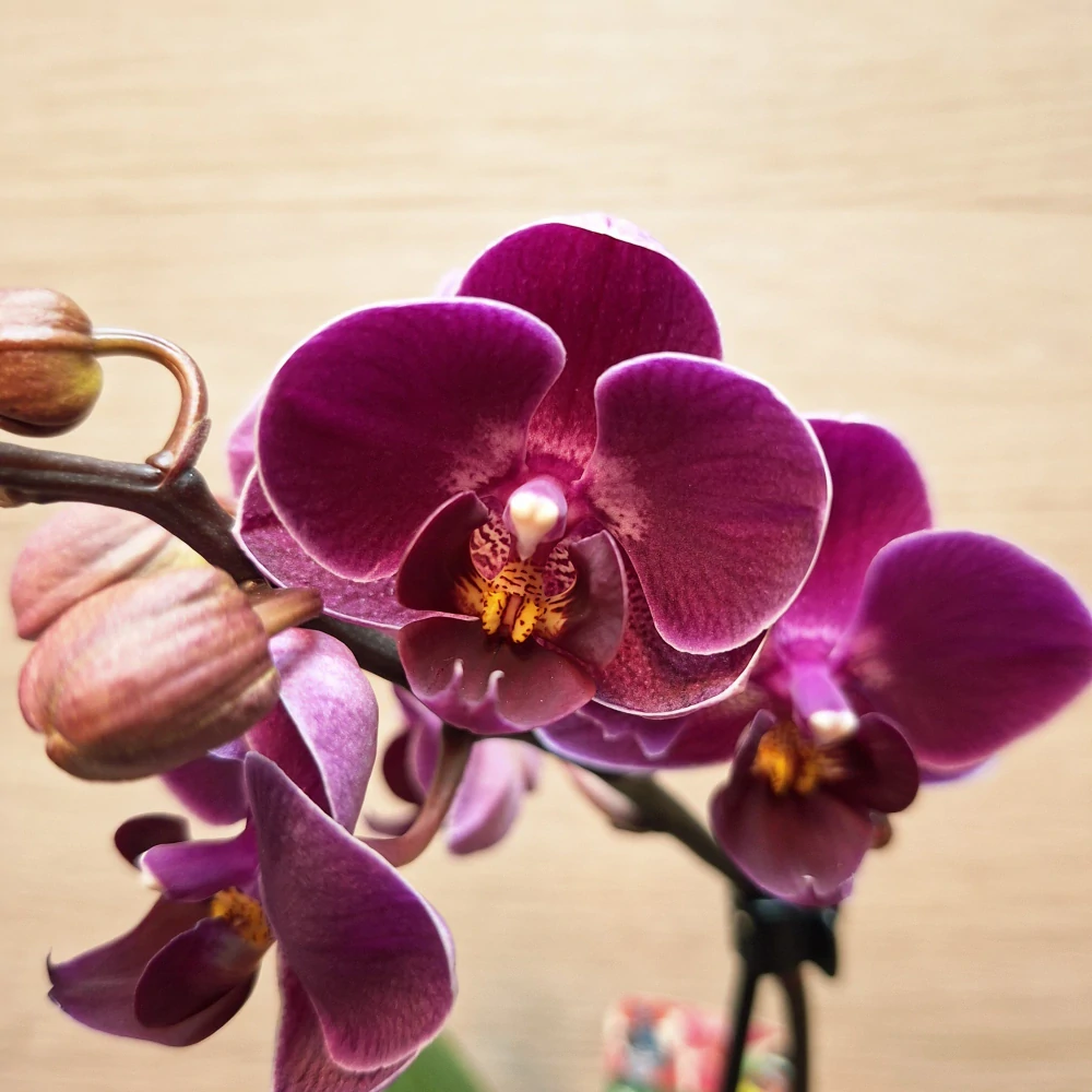 Phalaenopsis Mini