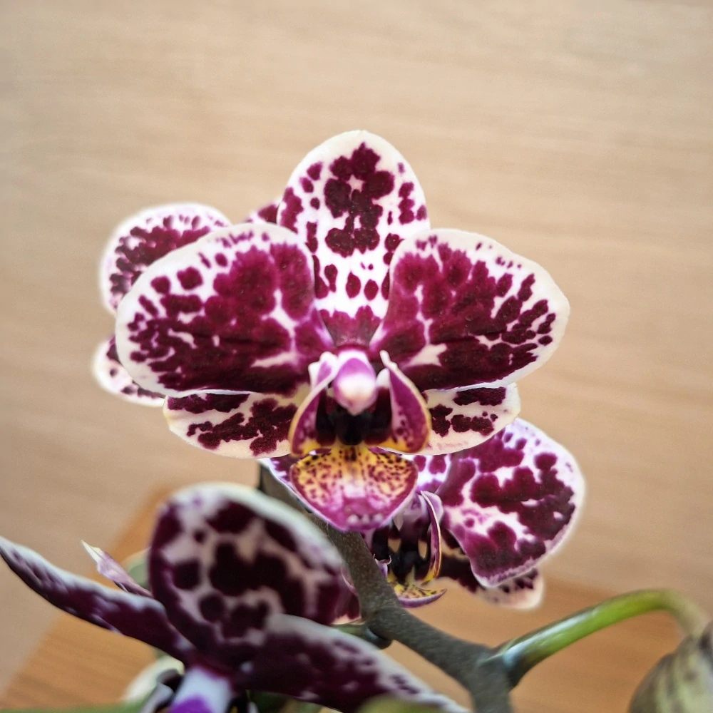 Phalaenopsis Mini