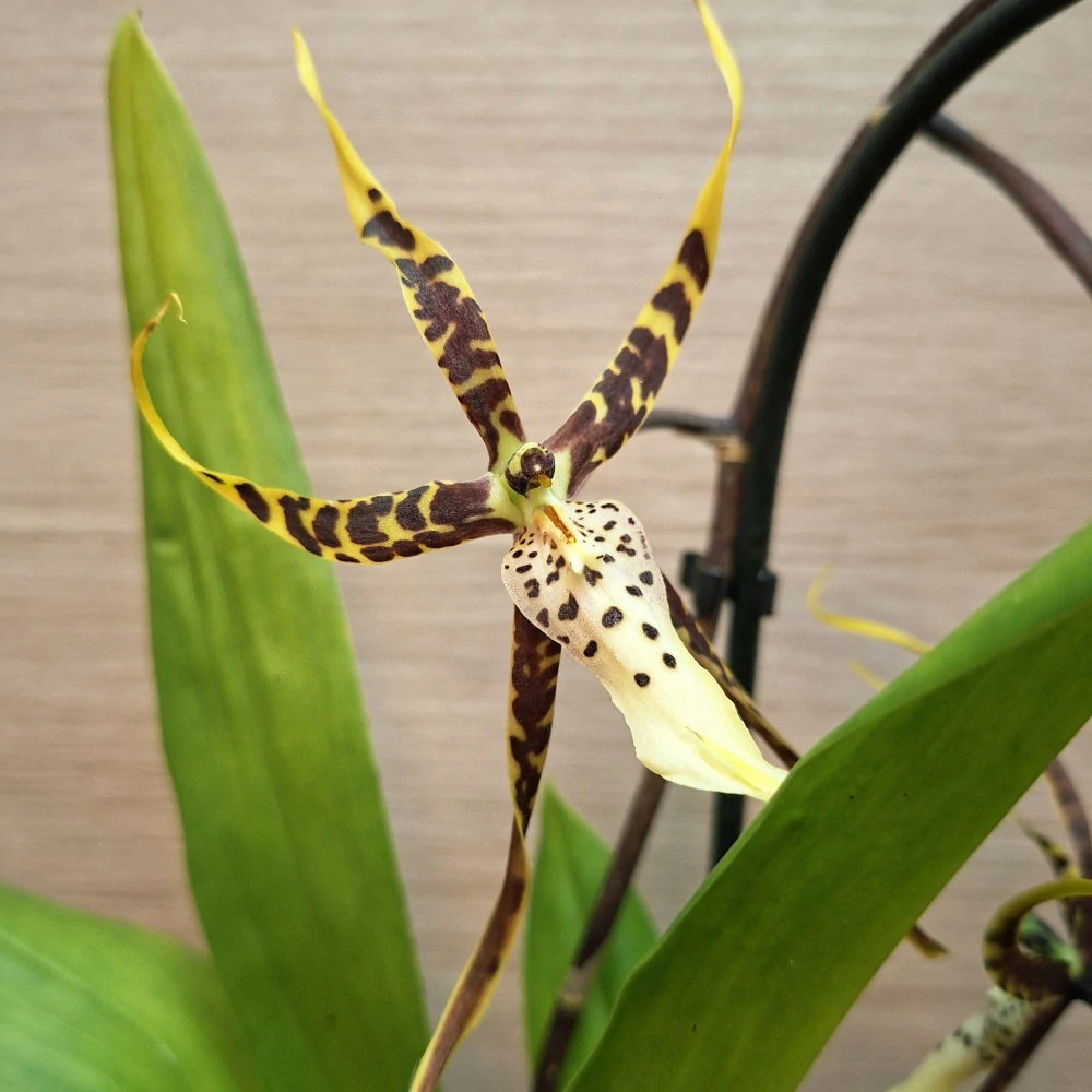 Brassia
