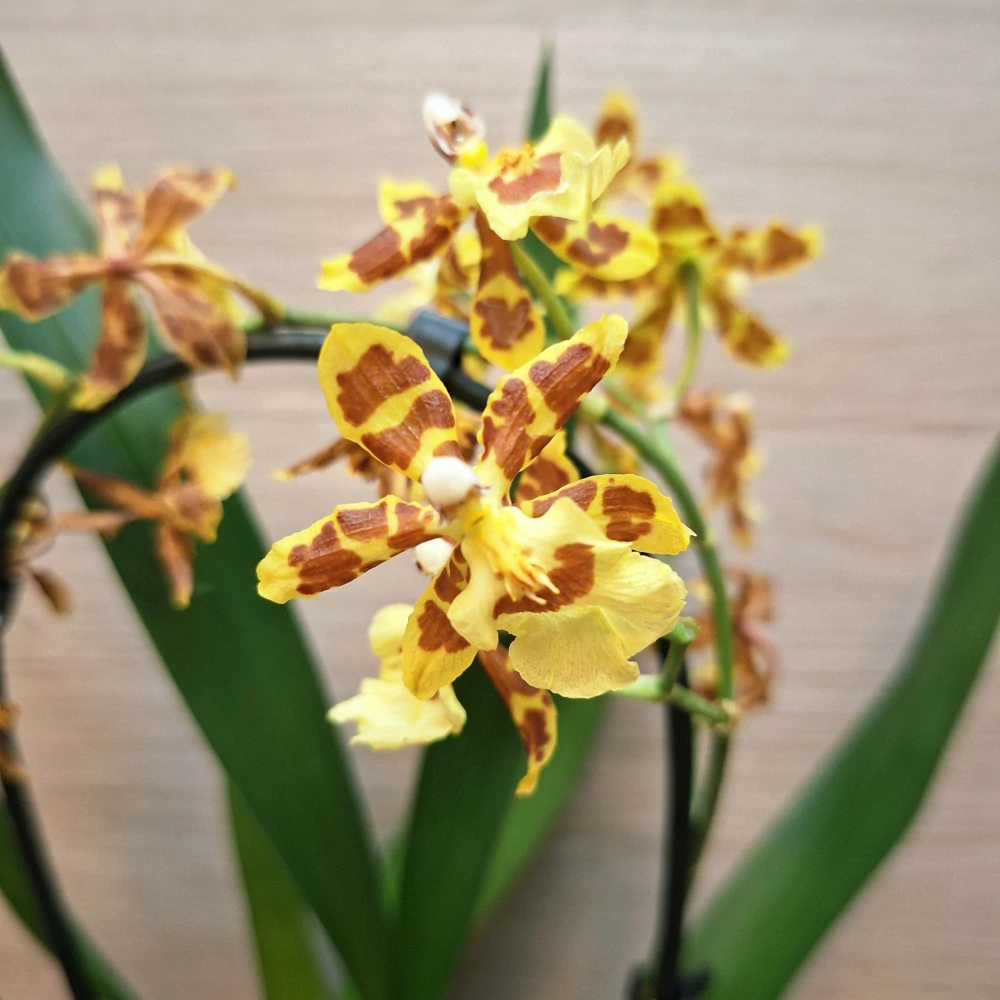 Oncidium Summer Wild