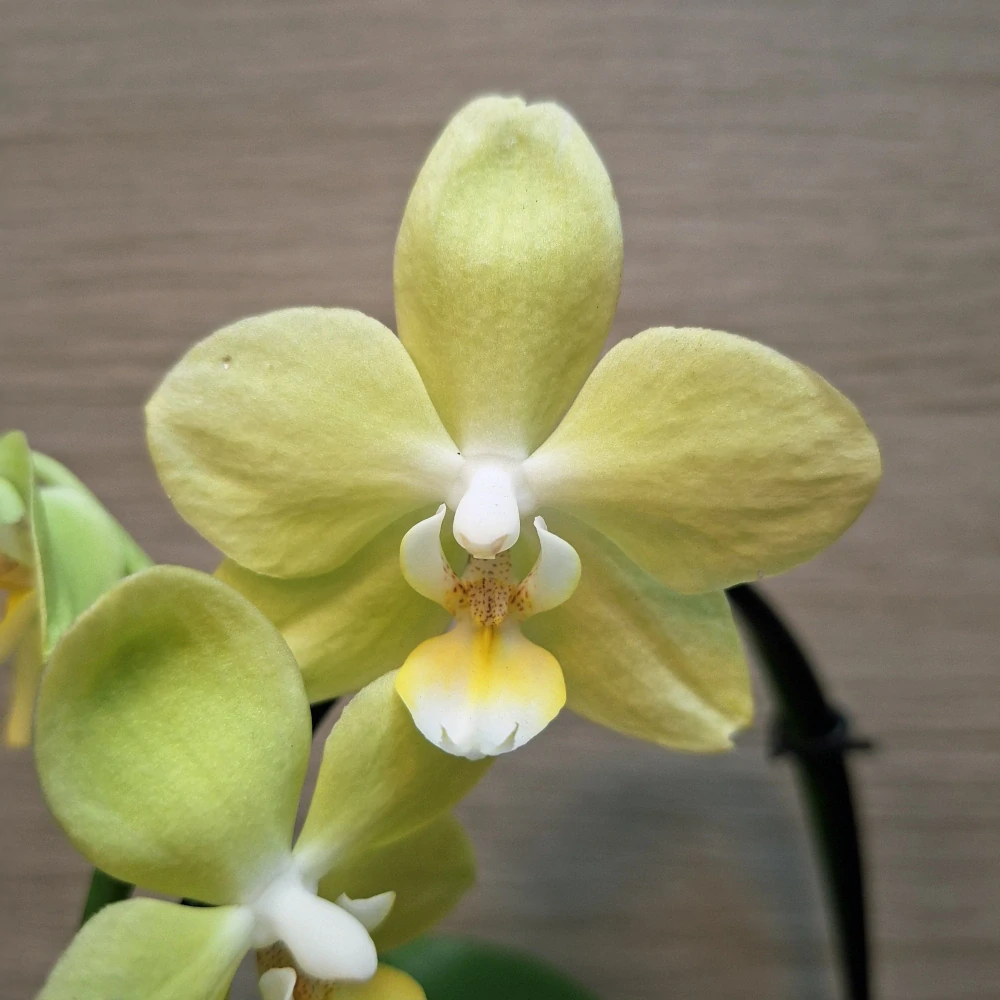 Phalaenopsis Mini světle zelená č1