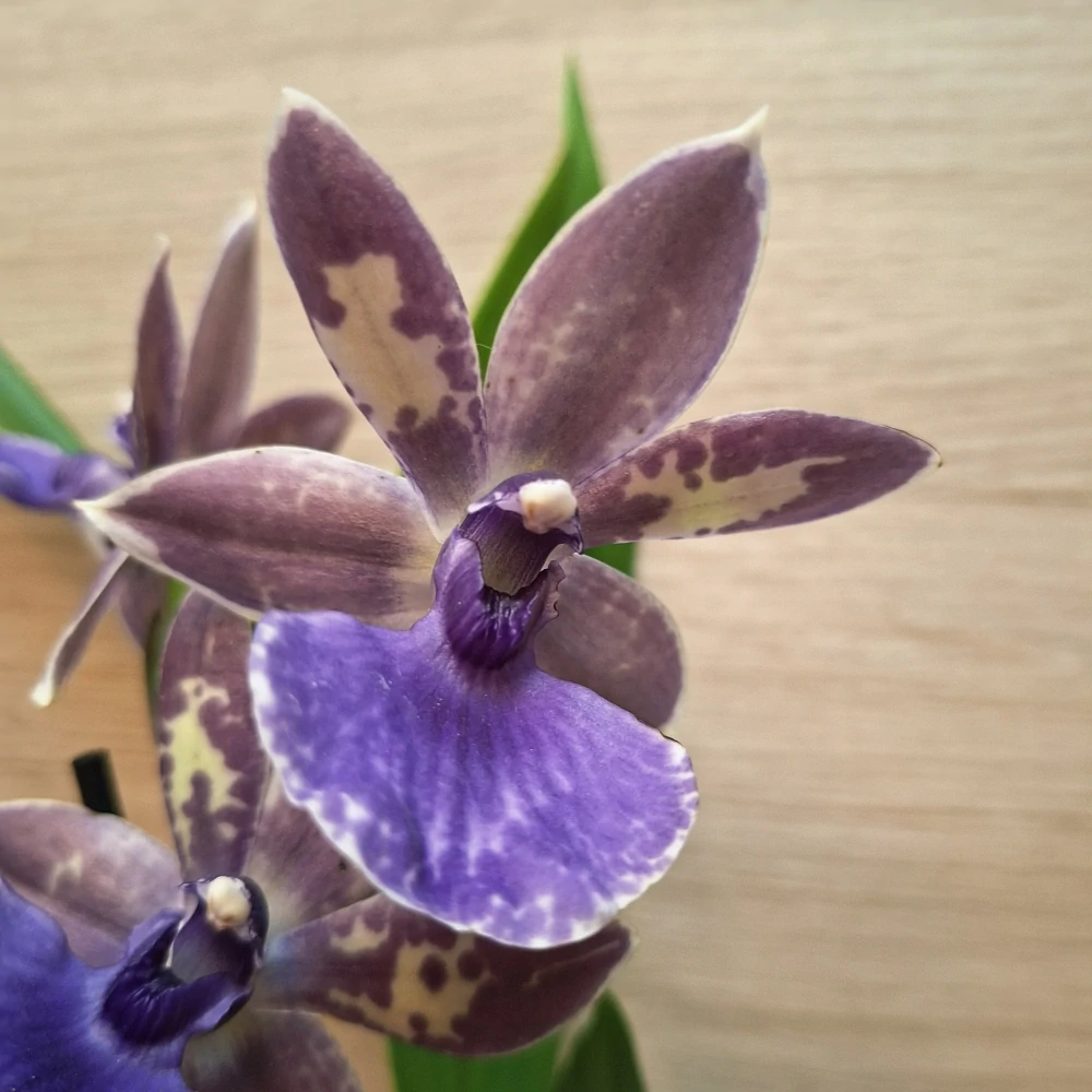 Zygopetalum Blue č1