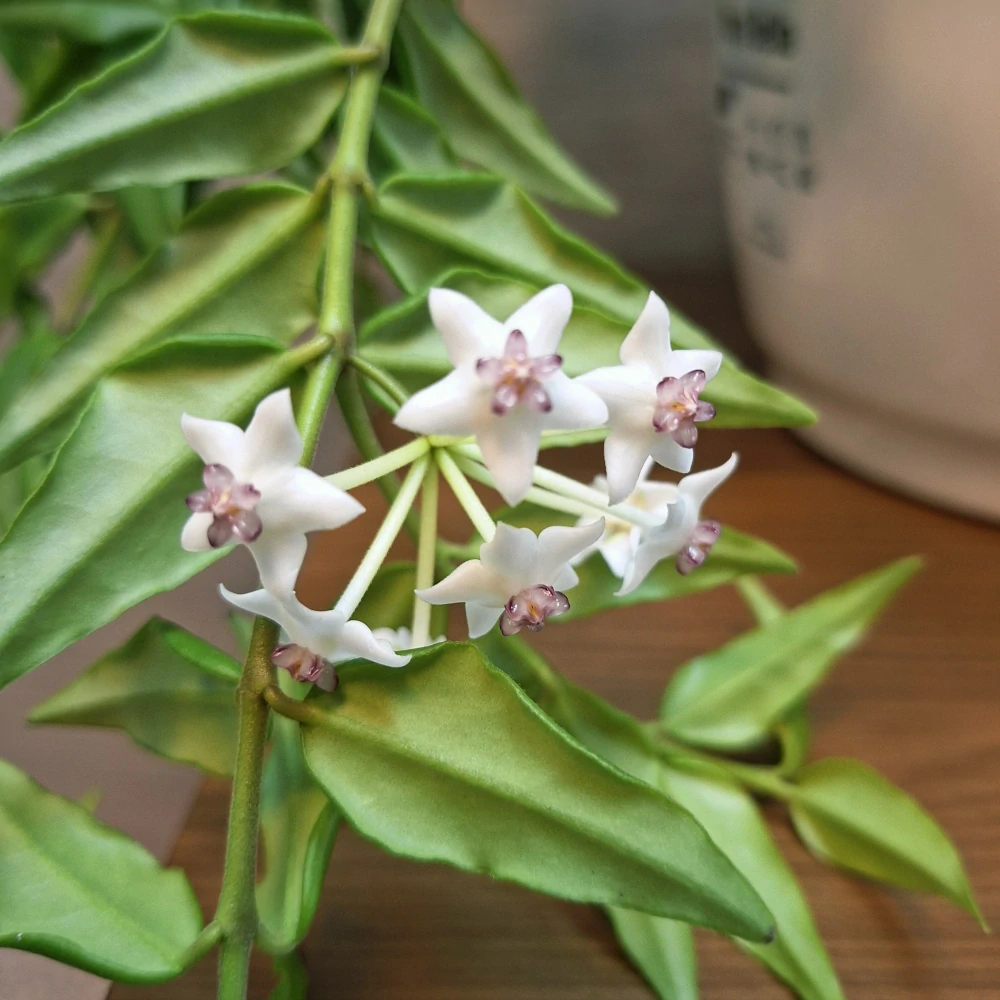 Hoya Bella "XL" č2