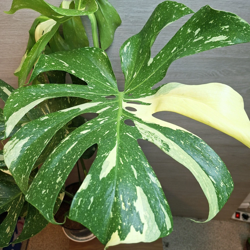 Monstera Deliciosa Thai Constellation "XL"