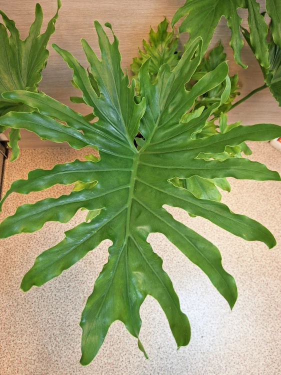 Philodendron Lickety Split