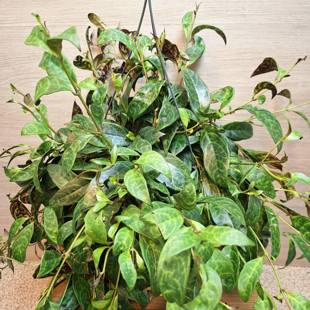 Aeschynanthus Marmoratus "XL" závěsná