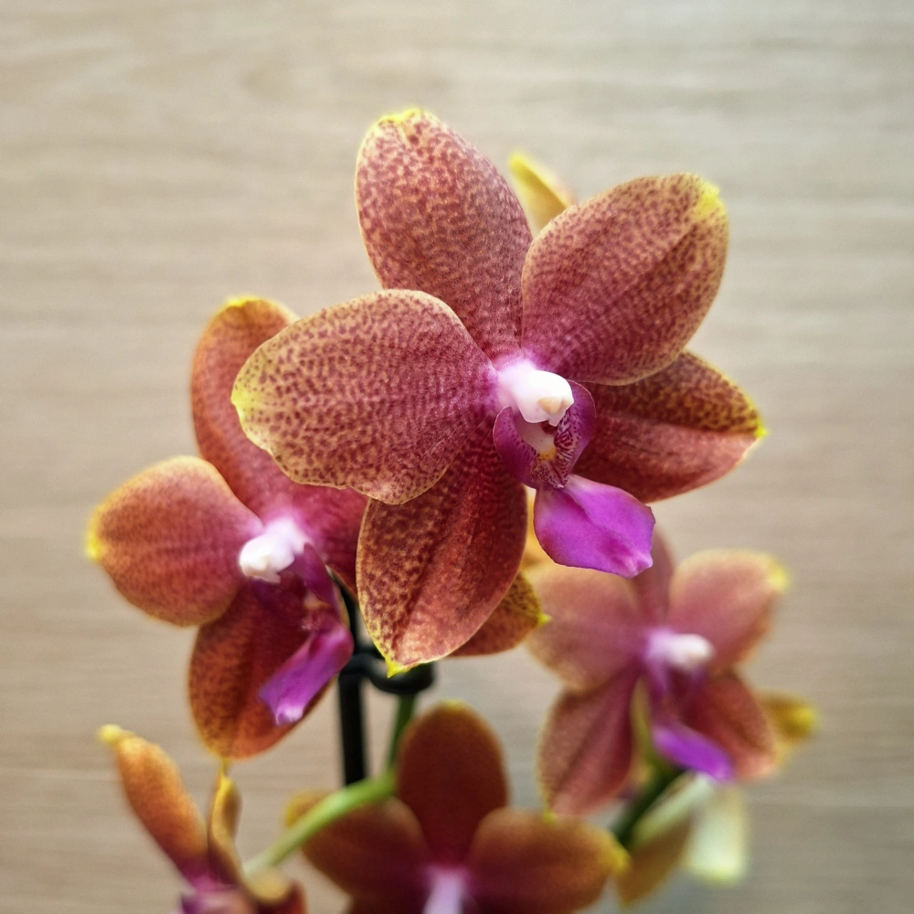 Phalaenopsis Bolgheri
