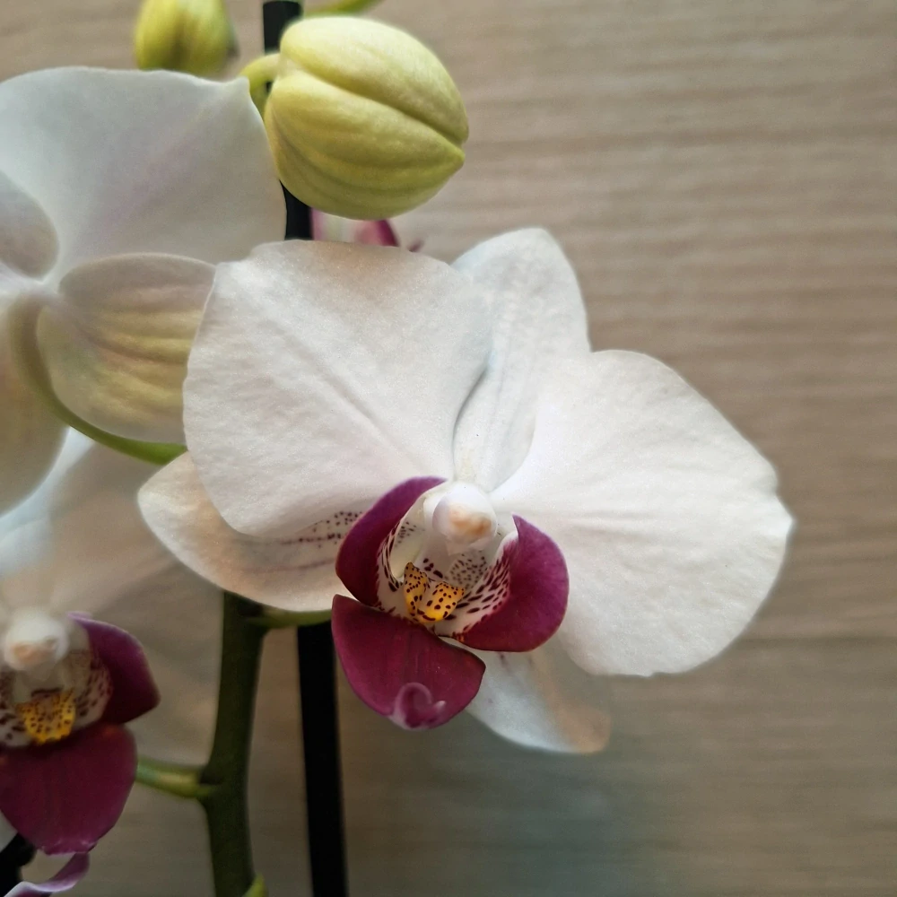 Phalaenopsis Safe Haven
