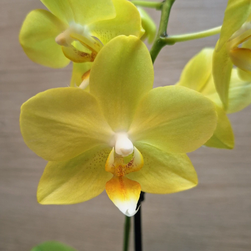 Phalaenopsis Mini č6