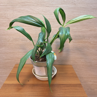 Epipremnum Amplissimum Silver Stripe č2