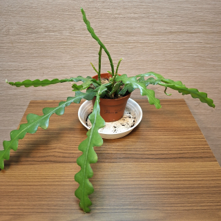 Epiphyllum Anguliger