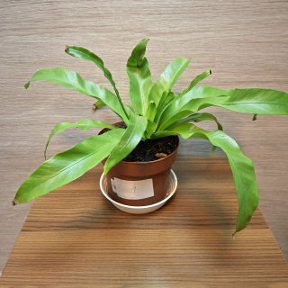 Asplenium Antiquum
