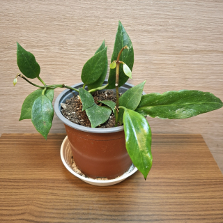 Hoya sp Sunrise č1