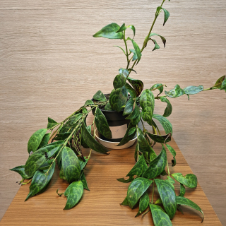 Aeschynanthus Marmoratus č1