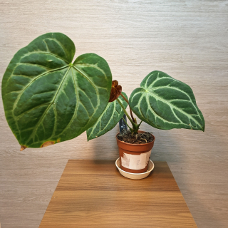 Anthurium Magnificum č2