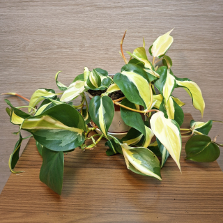 Philodendron Hederaceum Rio č4