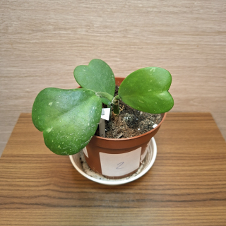 Hoya Kerrii č2