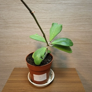 Hoya Kerrii č2