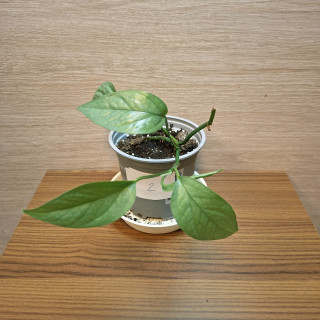 Epipremnum Pinnatum Cebu Blue č2