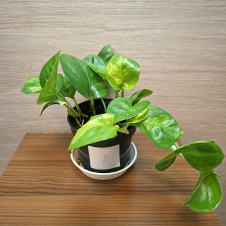 Epipremnum Global Green č2