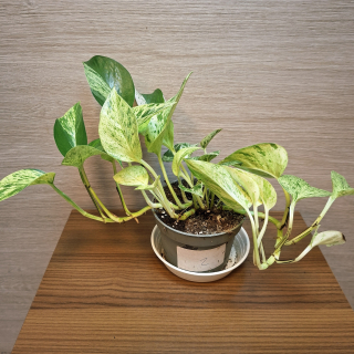 Epipremnum Pinnatum Marble Queen č2