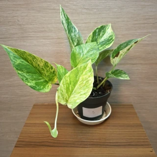 Epipremnum Pinnatum Marble Queen č3