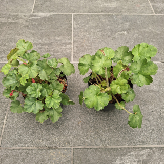 Heuchera Hybrida 