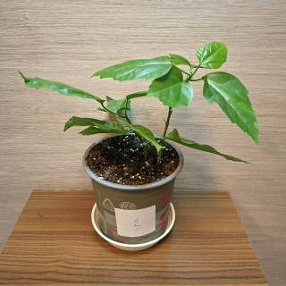 Hibiscus Sinensis Rosa č2