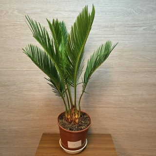 Cycas Revoluta č2
