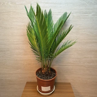 Cycas Revoluta č4