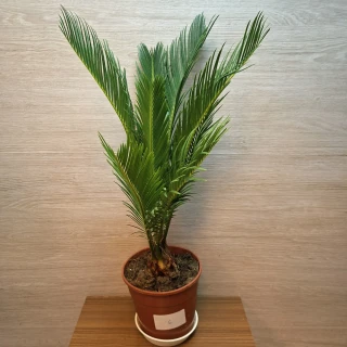 Cycas Revoluta č6