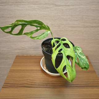 Monstera Adansonii Indonesian Marble č1