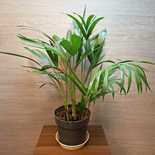 Dypsis Lutescens