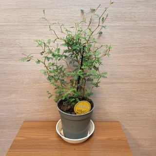 Sophora Prostrata Little Baby
