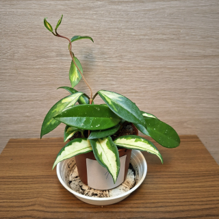 Hoya Carnosa Tricolor č1