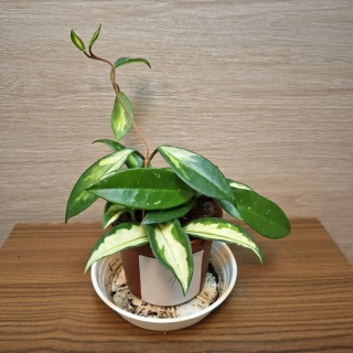 Hoya Carnosa Tricolor č1