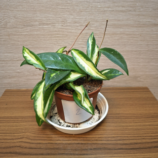 Hoya Carnosa Tricolor č2