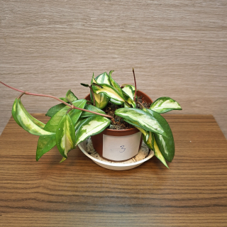 Hoya Carnosa Tricolor č3