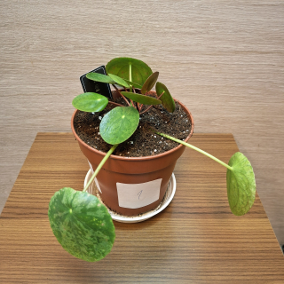 Pilea Peperomioides Mojito č1
