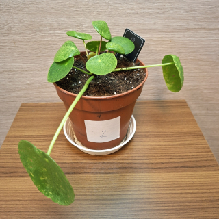 Pilea Peperomioides Mojito č2