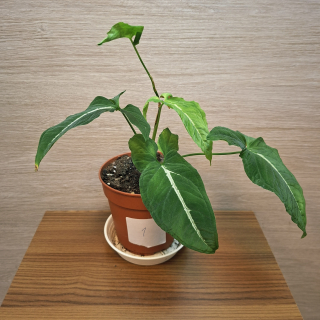 Syngonium Wendlandii č1