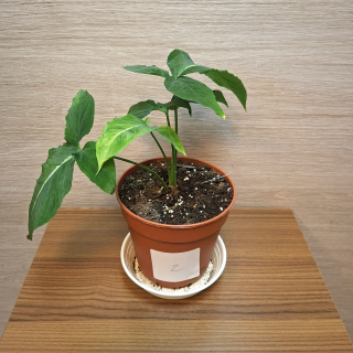 Syngonium Wendlandii č2