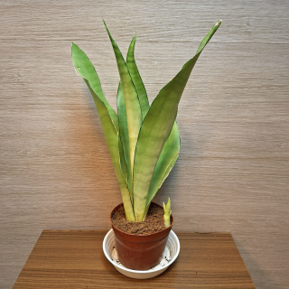 Sansevieria Trifasciata Moonshine