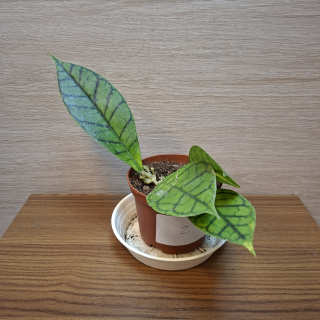 Hoya Callistophylla č2