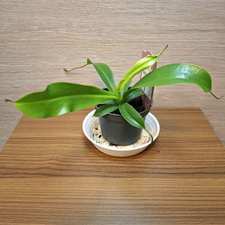 Nepenthes