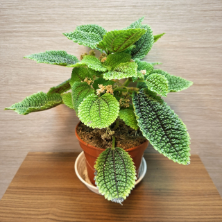 Pilea Moon Valley