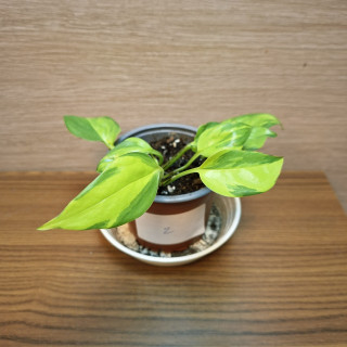 Epipremnum Pinnatum Kiwi č2